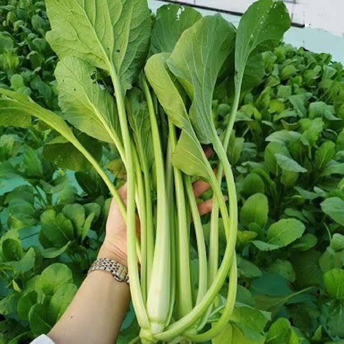cải ngọt xanh sạch
