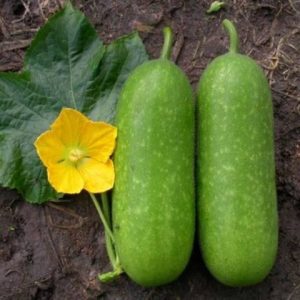 Bí Đao (Wax Gourd)