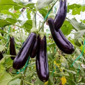 Cà Tím (Eggplant)