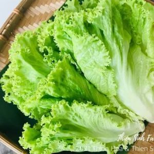 Xà Lách (Salad)